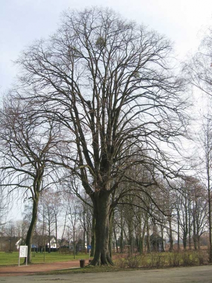 Bild 2 von Linde und Kastanie an der Wallfahrtskapelle